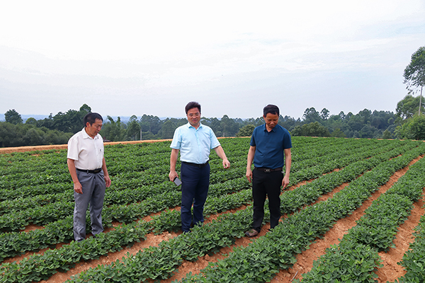 点面结合 助推自贡市荣县乡村振兴_fororder_考察花生种植基地