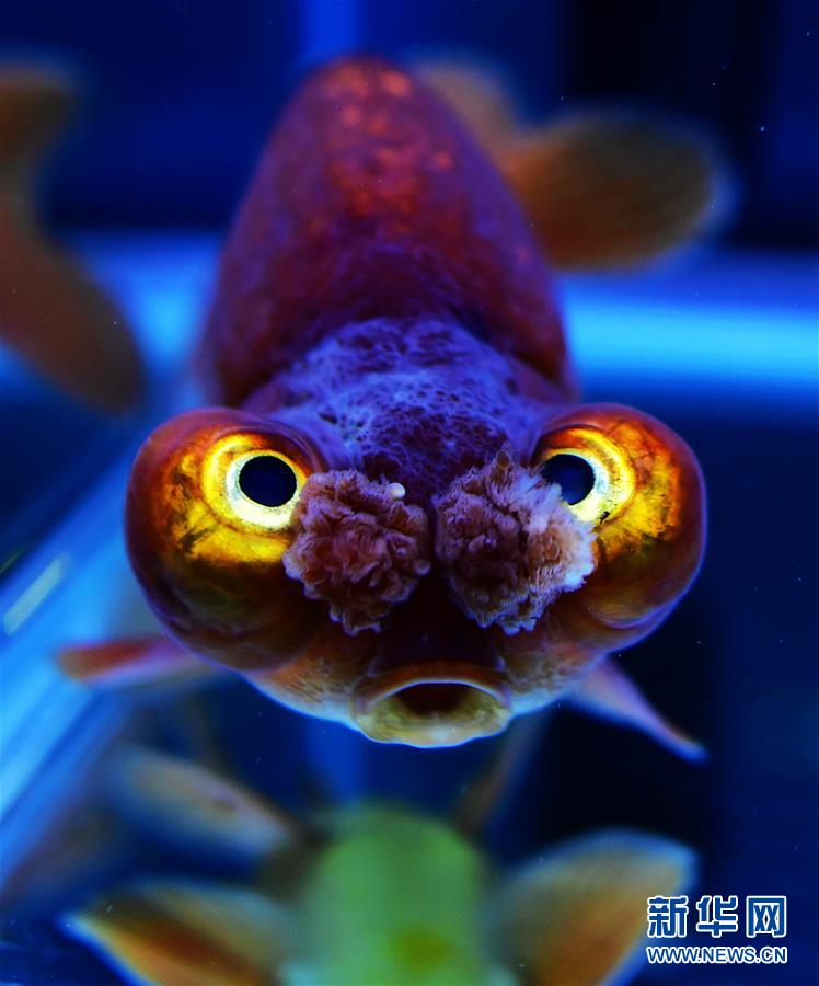 上万尾金鱼福州斗艳