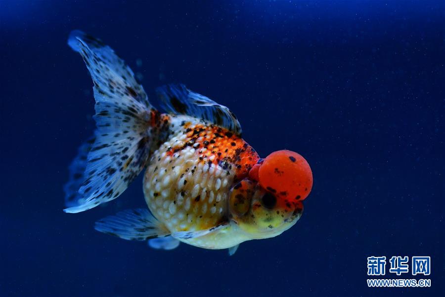 上万尾金鱼福州斗艳