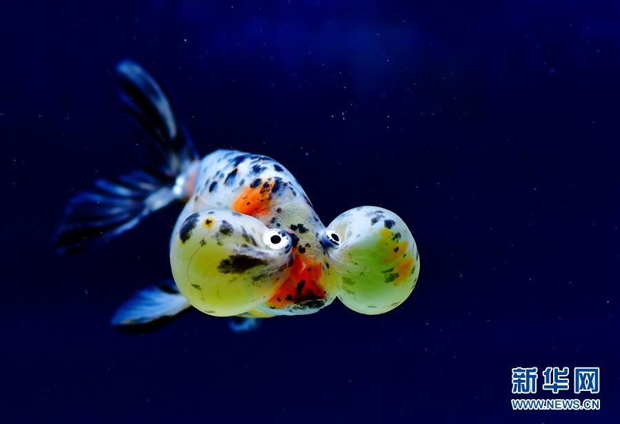 上万尾金鱼福州斗艳