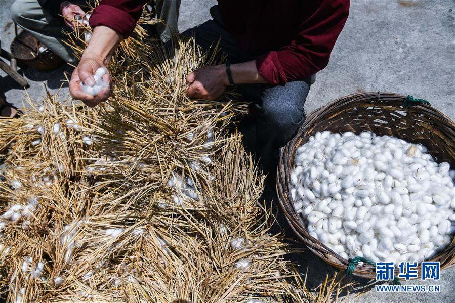 浙江湖州：千年“丝绸之源”古村落焕发新活力