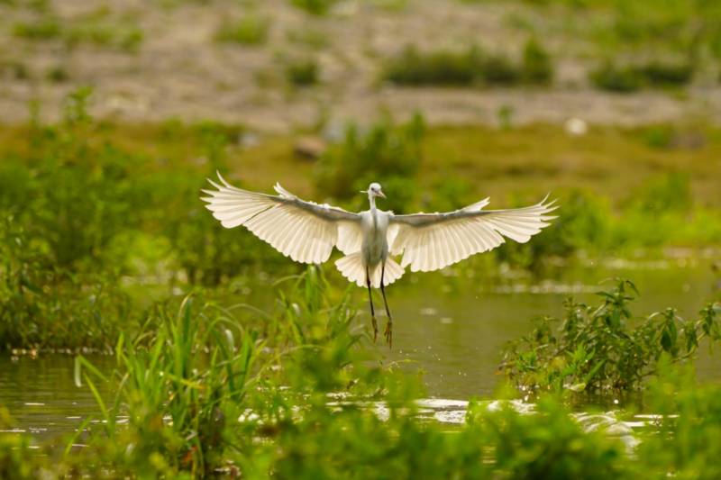 廣西玉林：白鷺成群生態佳