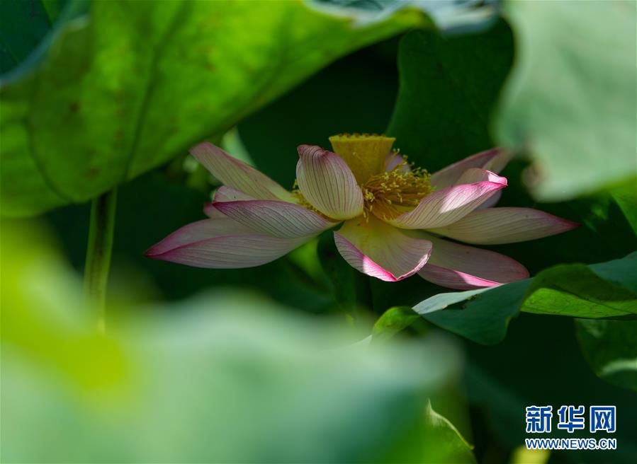 济南白云湖生态优先绘美景