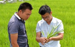 田間管理助夏收