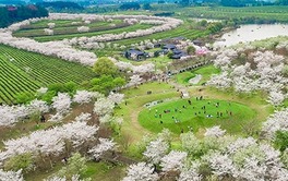 江西南昌：櫻花滿樹盛開 爛漫如雲似霞