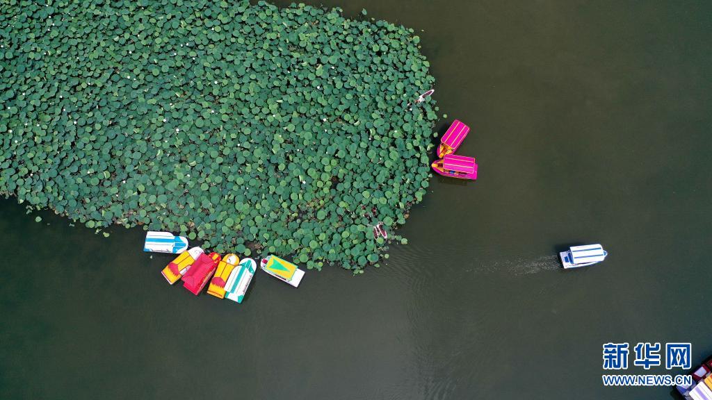 （中首）黔西南安龙县：十里荷塘荷花开