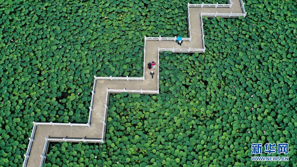 （中首）黔西南安龙县：十里荷塘荷花开