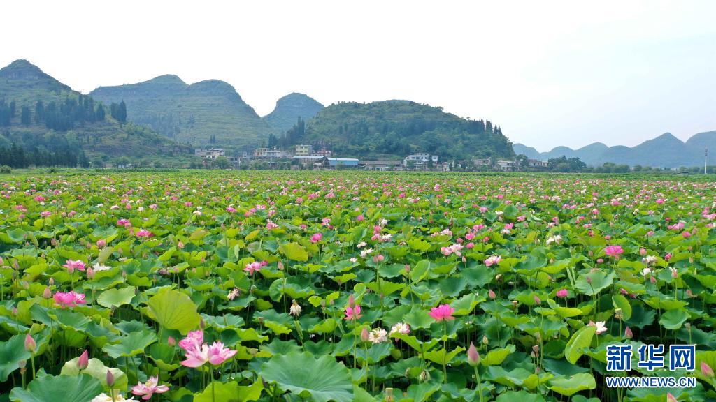 （中首）黔西南安龙县：十里荷塘荷花开
