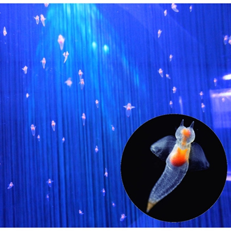 日本展出珍稀冰海精灵 如天使浮动梦幻唯美(图)