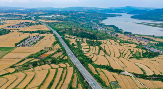 千阳夏收 粮食安全与美丽乡村同步