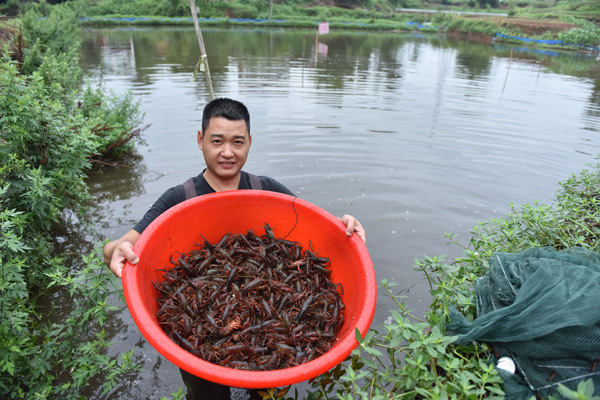 宜宾翠屏区王场镇打造川南小龙虾之乡