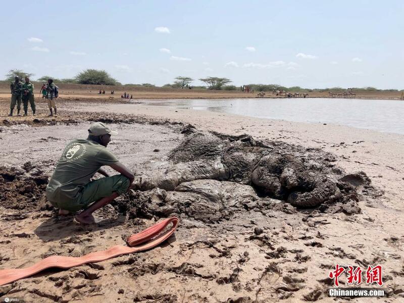 Yadda tawagar masu kiyaye muhalli halittu ta ceto wata giwa da ta makala a wata fadama a kasar kenya_fororder_0706-2