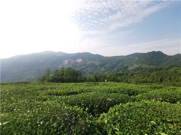 陜西漢中：茶農過上了好日子_fororder_圖片300