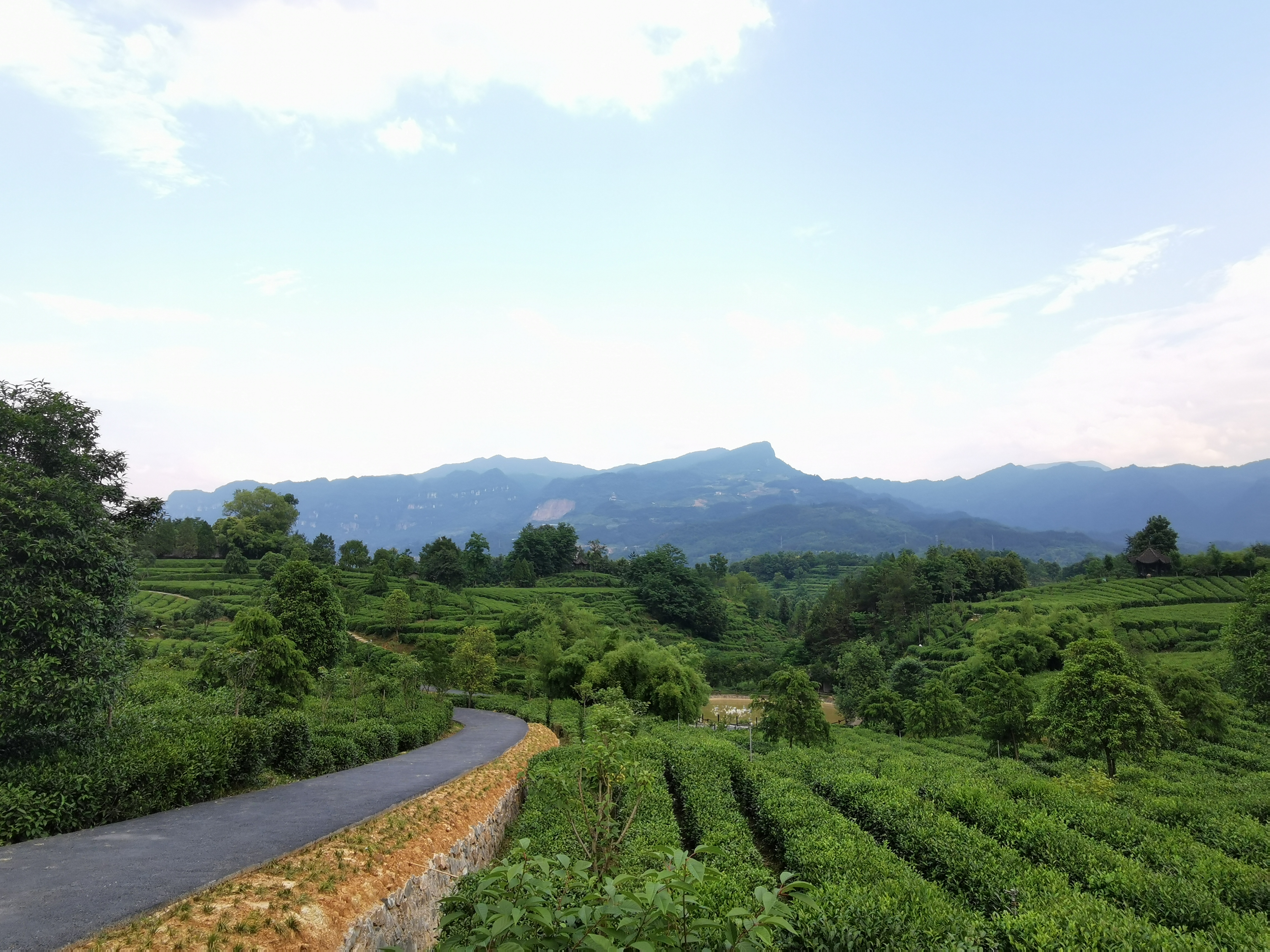 “茶博士”“茶王”强强联手 汉中“茶旅融合”蹚出新路子_fororder_图片2