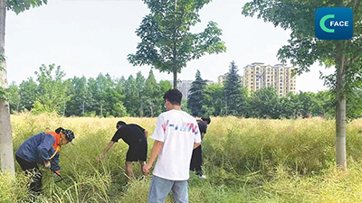 สถาบันอุดมศึกษาจัดให้นักศึกษาเก็บเกี่ยวผักโหยวไช่ (คาโนลา) ในพื้นที่ 15 หมู่: สกัดน้ำมันเพื่อปรุงกุ้งมังกรจิ๋วให้พวกเขากินฟรี_fororder_2021062605News2