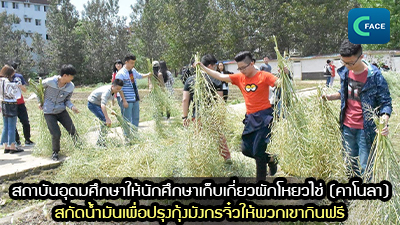 สถาบันอุดมศึกษาจัดให้นักศึกษาเก็บเกี่ยวผักโหยวไช่ (คาโนลา) ในพื้นที่ 15 หมู่: สกัดน้ำมันเพื่อปรุงกุ้งมังกรจิ๋วให้พวกเขากินฟรี_fororder_2021062605News1