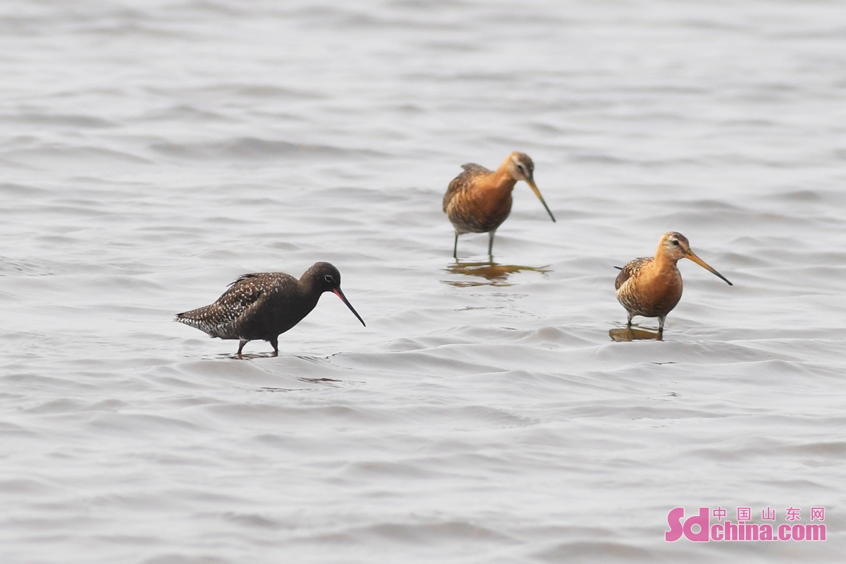 青岛：养殖滩涂成水鸟度夏“餐厅”