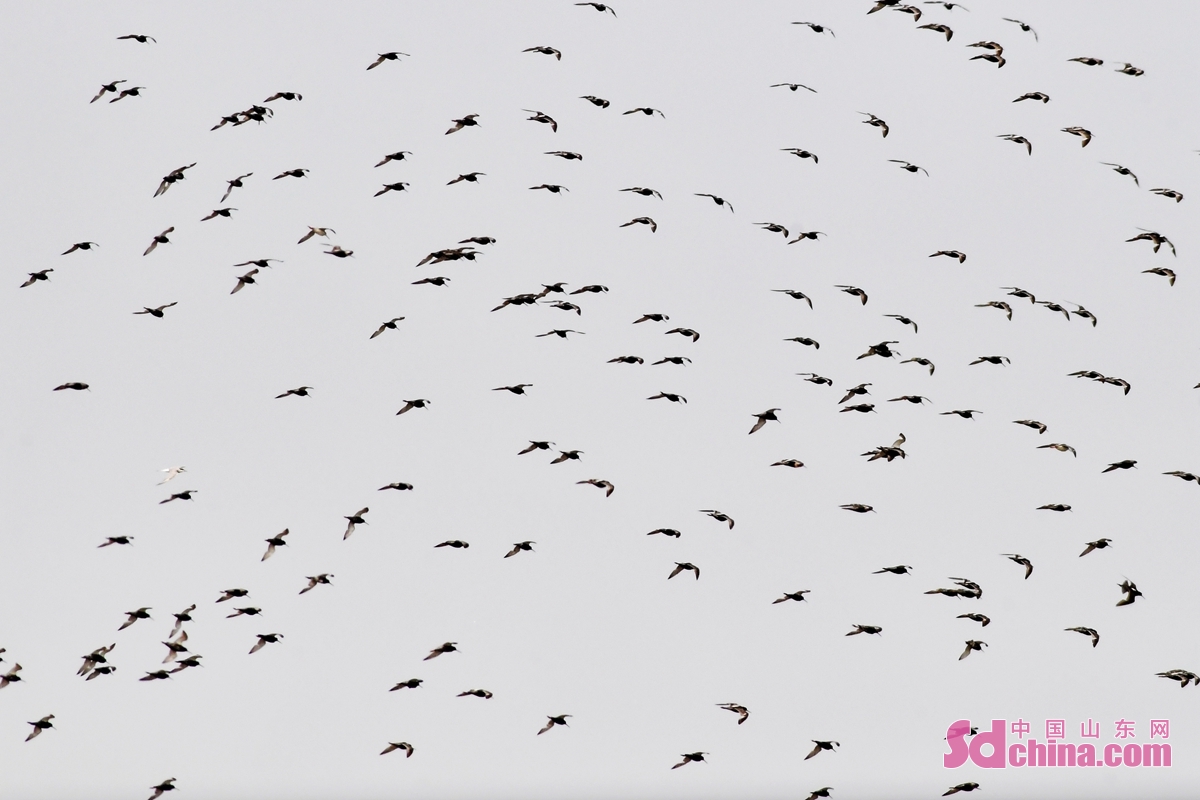 青岛：养殖滩涂成水鸟度夏“餐厅”