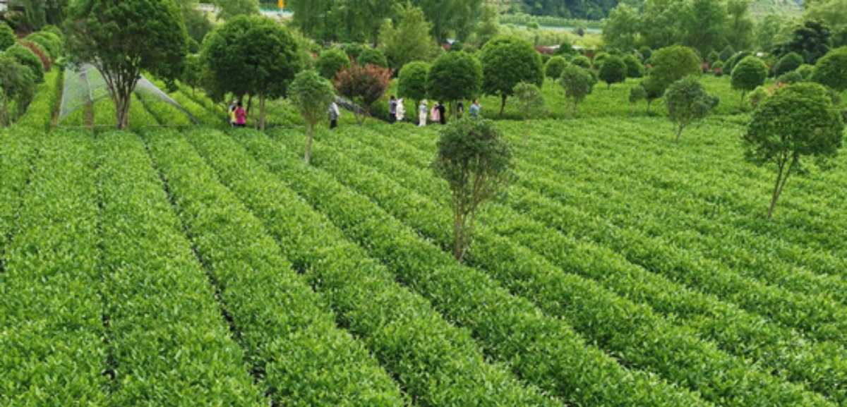 特色产业看陕西 陕茶助力陕西农业特色产业“3+X”工程发展