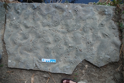 （转载）四川自贡发现中国最小恐龙足迹