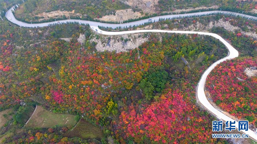 美麗中國丨紅葉“醉”金秋