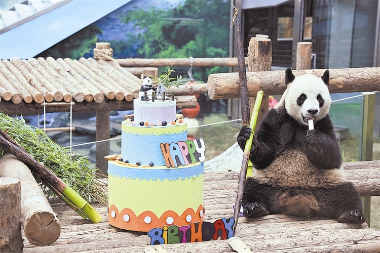 大连:大熊猫"金虎"11岁啦-国际在线