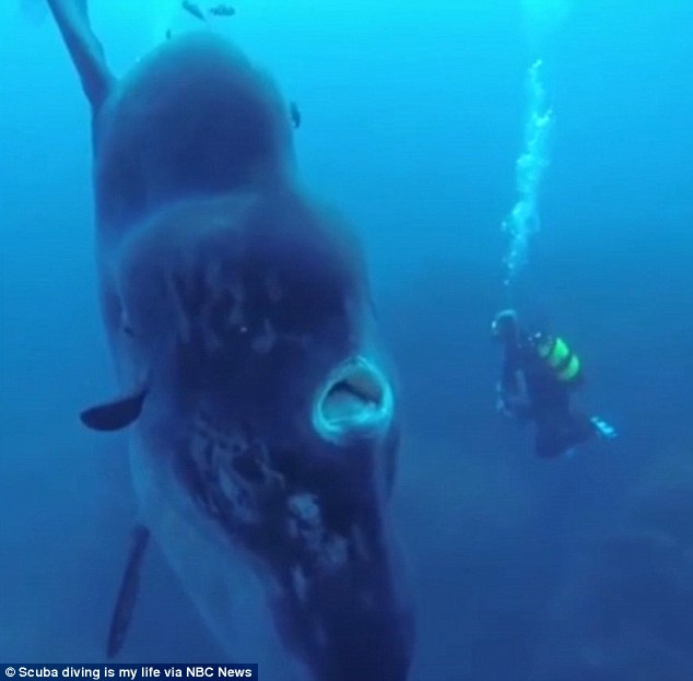 葡萄牙潛水員近離拍攝巨型翻車魚萌態