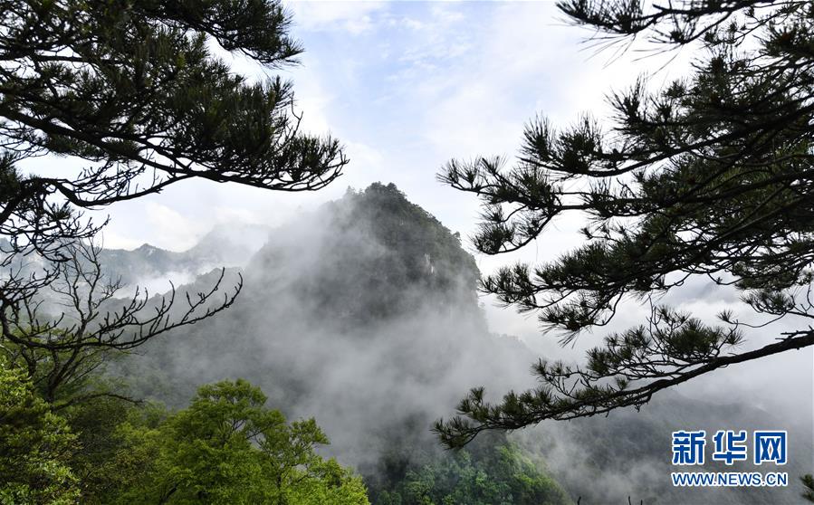 陝西略陽雨後初霽 森林公園美若仙境