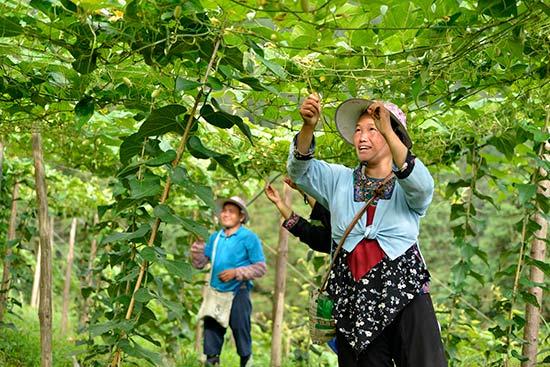 广西三江：种植罗汉果 产业助振兴