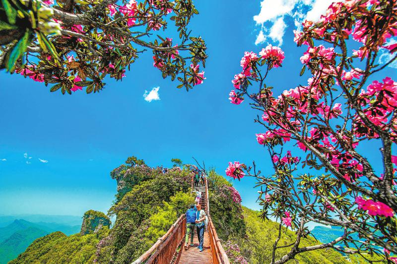 （转载）四川杜鹃的扬名之路