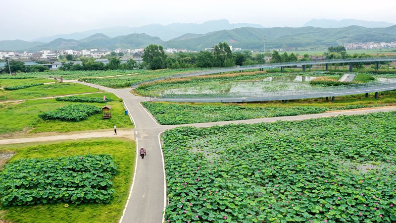 廣西貴港：荷花盛開喜迎客