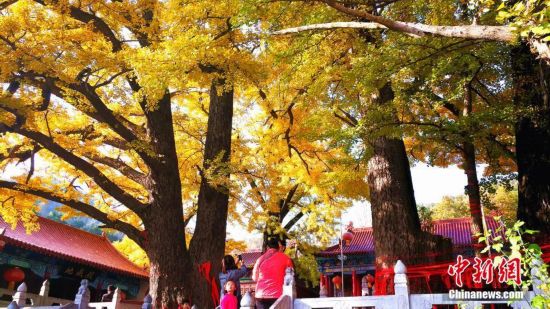 【文旅中原列表】二千八百餘歲銀杏古樹“披金”蔚為壯觀