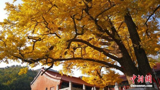 【文旅中原列表】二千八百余岁银杏古树“披金”蔚为壮观