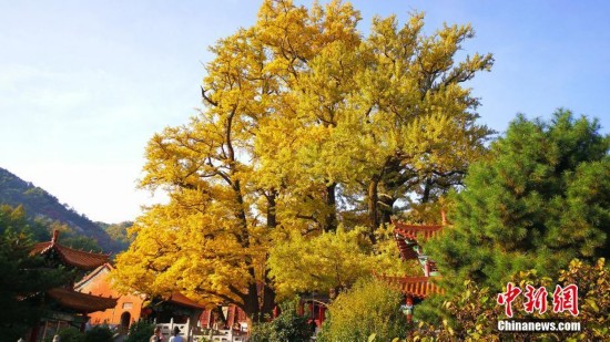 【文旅中原列表】二千八百余岁银杏古树“披金”蔚为壮观