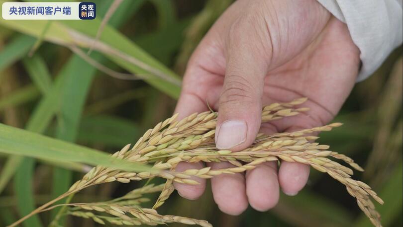 จีนเก็บเกี่ยว “ข้าวอวกาศ”_fororder_太空稻1