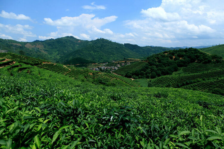 廣西西林：一片茶葉致富千萬家
