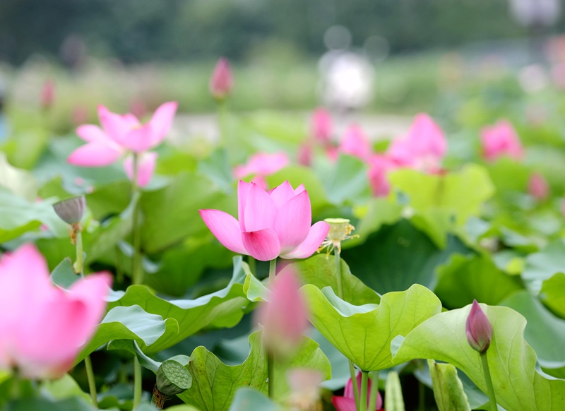 廣西貴港：荷花盛開喜迎客