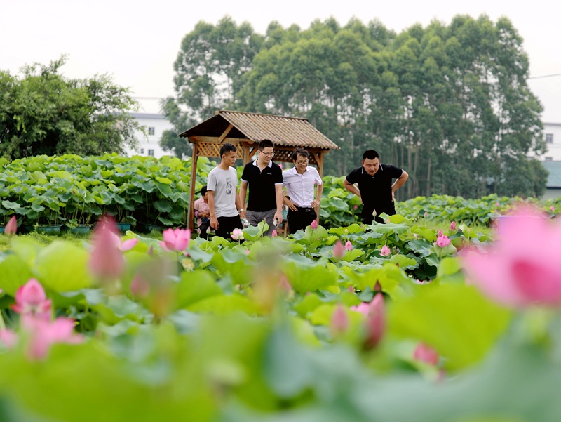 广西贵港：荷花盛开喜迎客