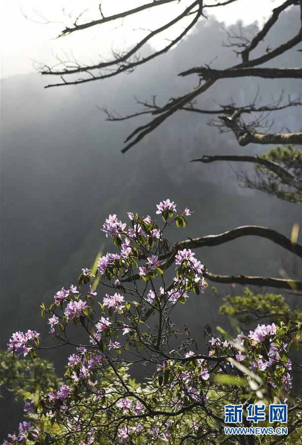 图片默认标题_fororder_CqgNOlzweqCAHW08AAAAAAAAAAA970.611x899