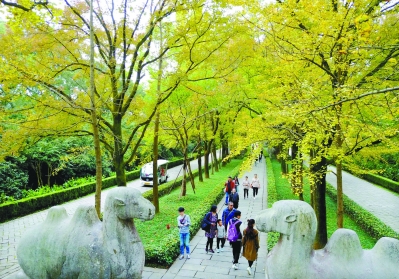 （旅游图文）“南京最美秋景”之一的明孝陵石象路秋色初现
