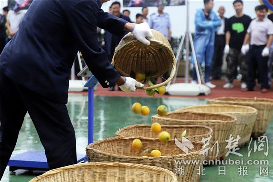 秭歸夏橙熟了 開園當天成交訂單1400萬元