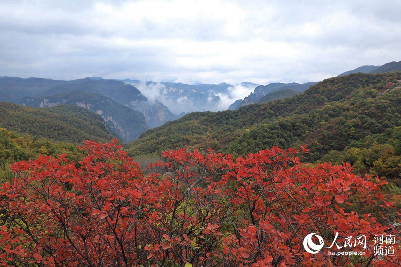 【轮播图】云海红叶颜值爆表 云台山绘就经典国画