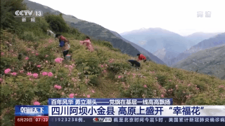 玫瑰花铺出致富路 这个小县城花香四溢→