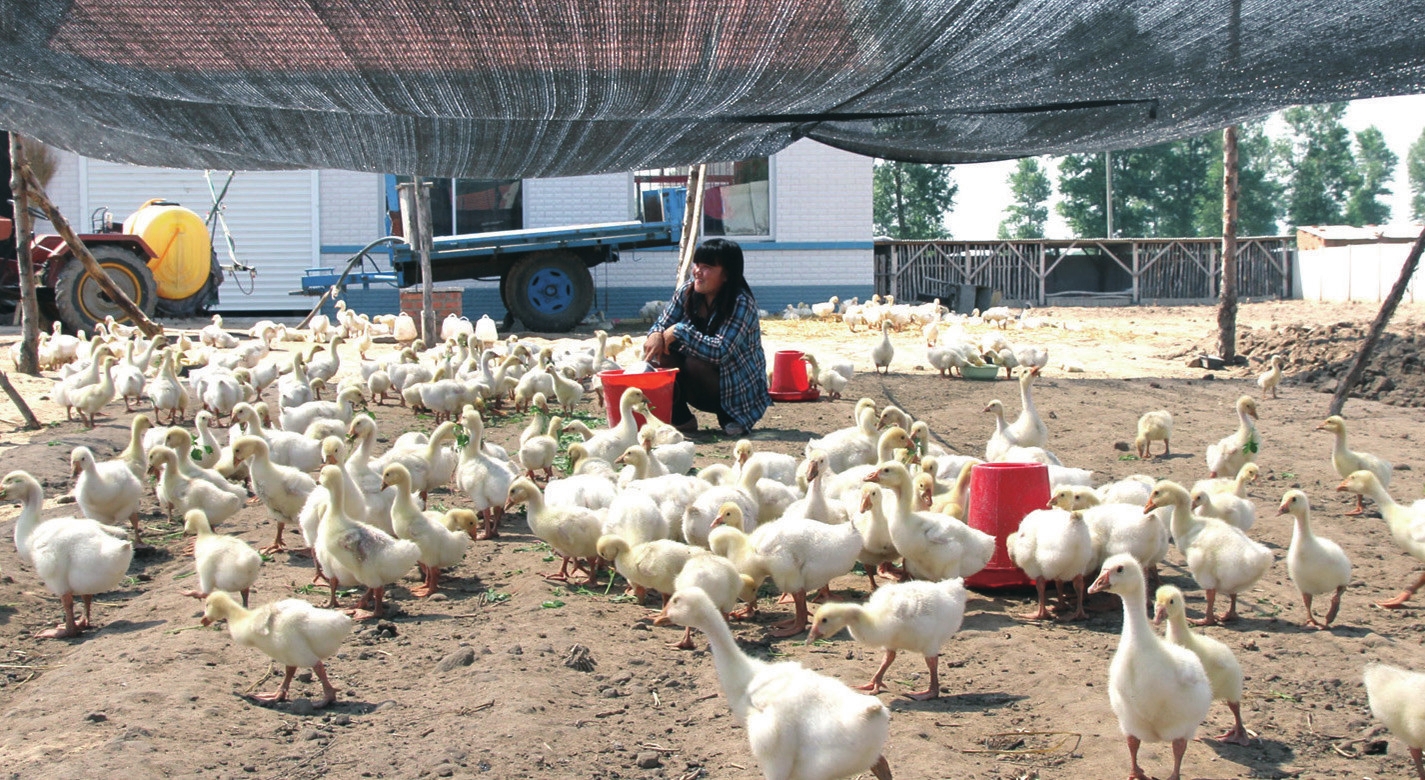 吉林四平：脱贫攻坚“七路出击”