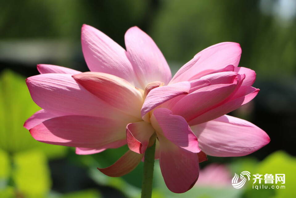 含苞、初绽、怒放……济南大明湖畔的“红人”收获泉城市民无数“打call”