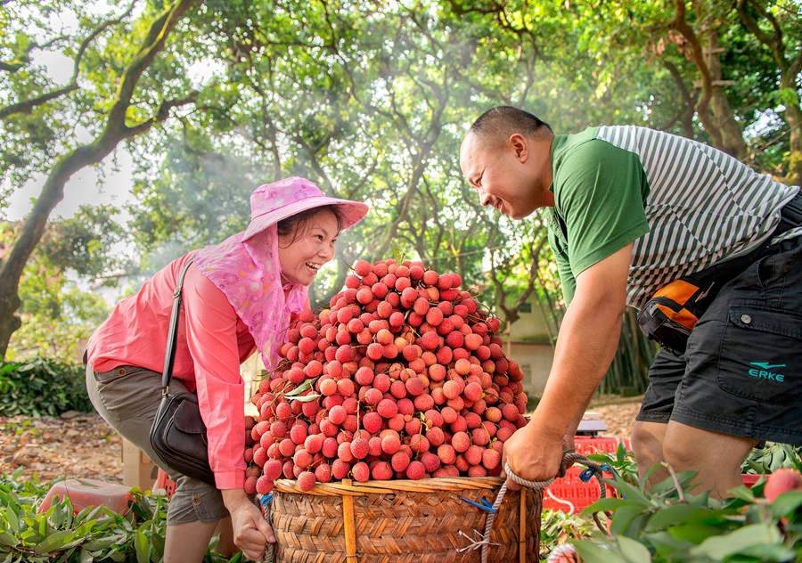 福建永春荔枝挂满枝果农丰收忙