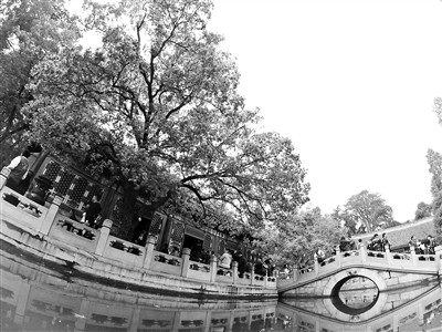 北京市屬公園推20處秋花觀賞點 紅葉月底進最佳觀賞期