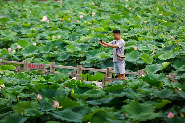 驚艷！鄭州這座公園裏荷花盛開，賞荷走起