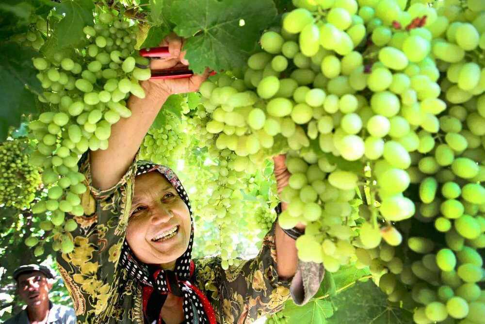 #समाचार सन्दर्भ# सिनच्याङको विकास सिनच्याङमाथि अमेरिकालगायत पश्चिमाले गर्नखोजेको बदनामको बलियो जवाफ हो_fororder_02