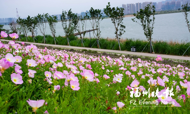 福州再添美麗月見草觀賞處 位於烏龍江濕地公園